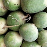 Zelena rotkvica: korisna svojstva i kontraindikacije